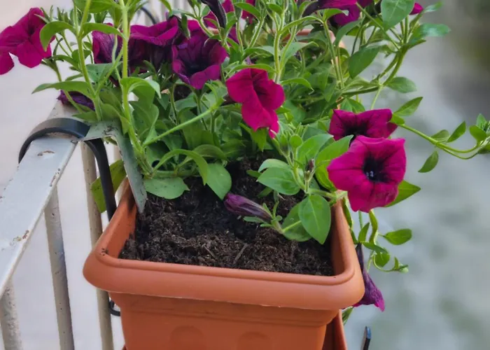 Cà Fiamma 2 Appartamento *